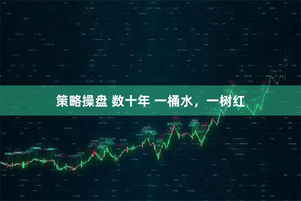 策略操盘 数十年 一桶水，一树红